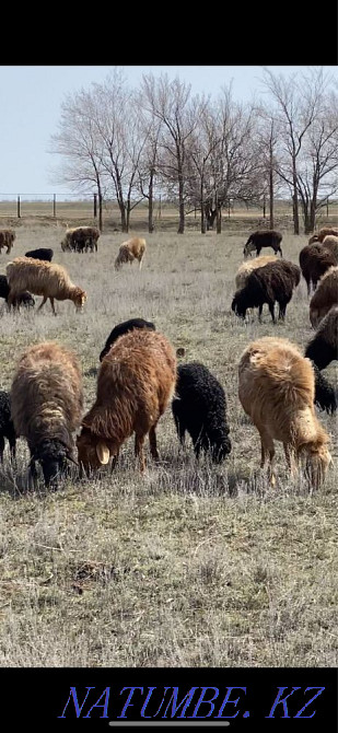 Овцы с ягнятами Уральск - изображение 2