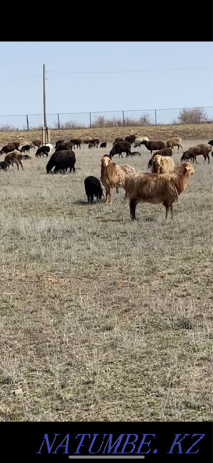 Овцы с ягнятами Уральск - изображение 1