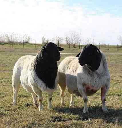 Мясные овцы породы Дорпер  Қостанай 