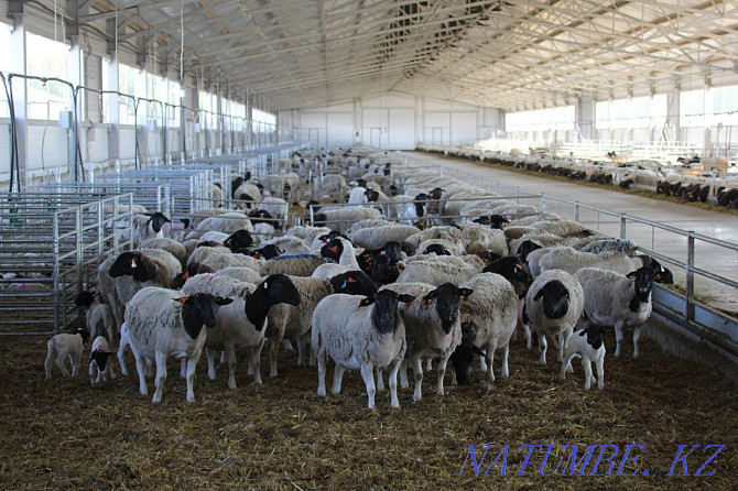 Мясные овцы породы Дорпер Костанай - изображение 2
