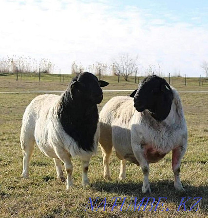 Мясные овцы породы Дорпер Костанай - изображение 1