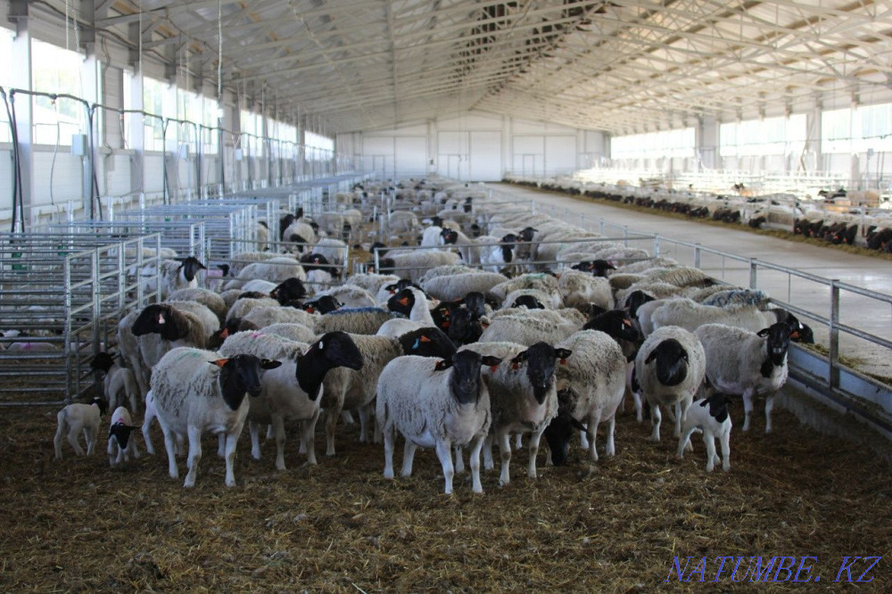 Dorper beef sheep Kostanay - photo 2