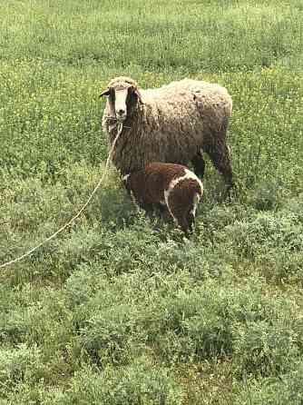 Продам овцу с ягненком. Ягненку 2-месяца. 