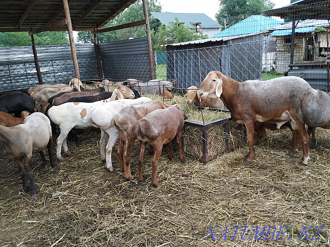 Gissar Arashan sheep, rams  - photo 1