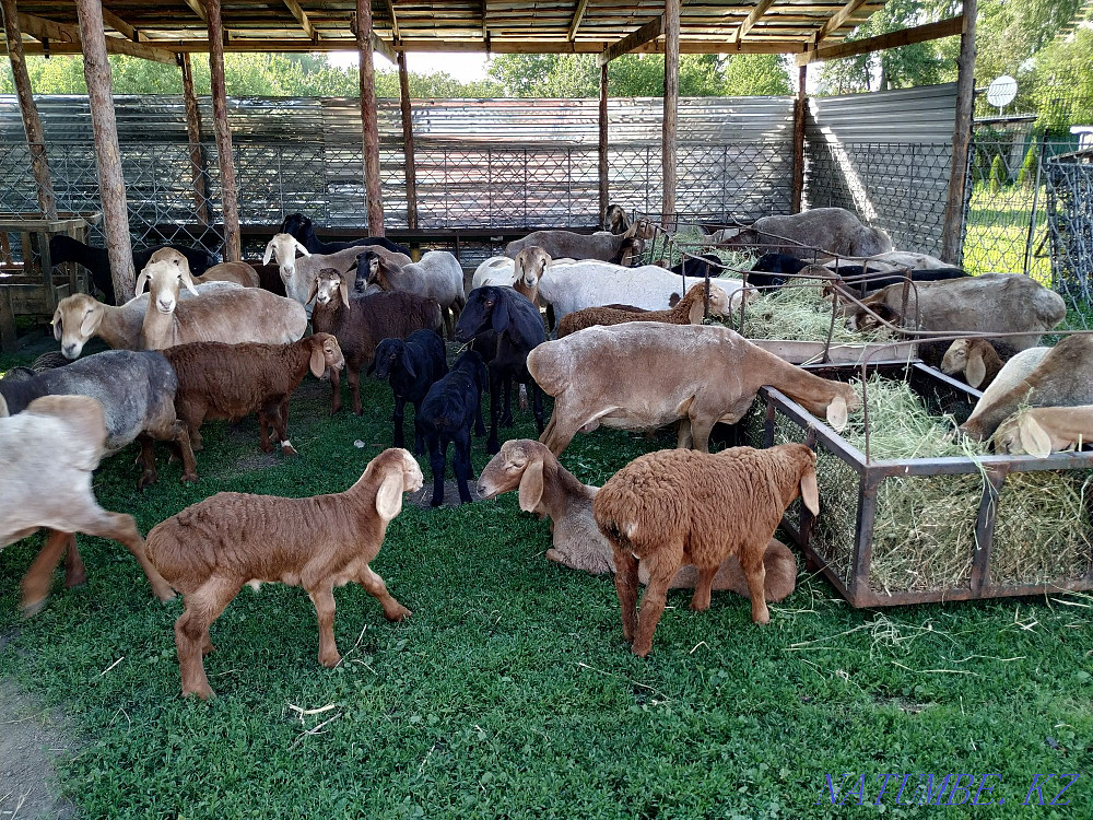 Гиссарские арашан овцы, бараны  - изображение 3