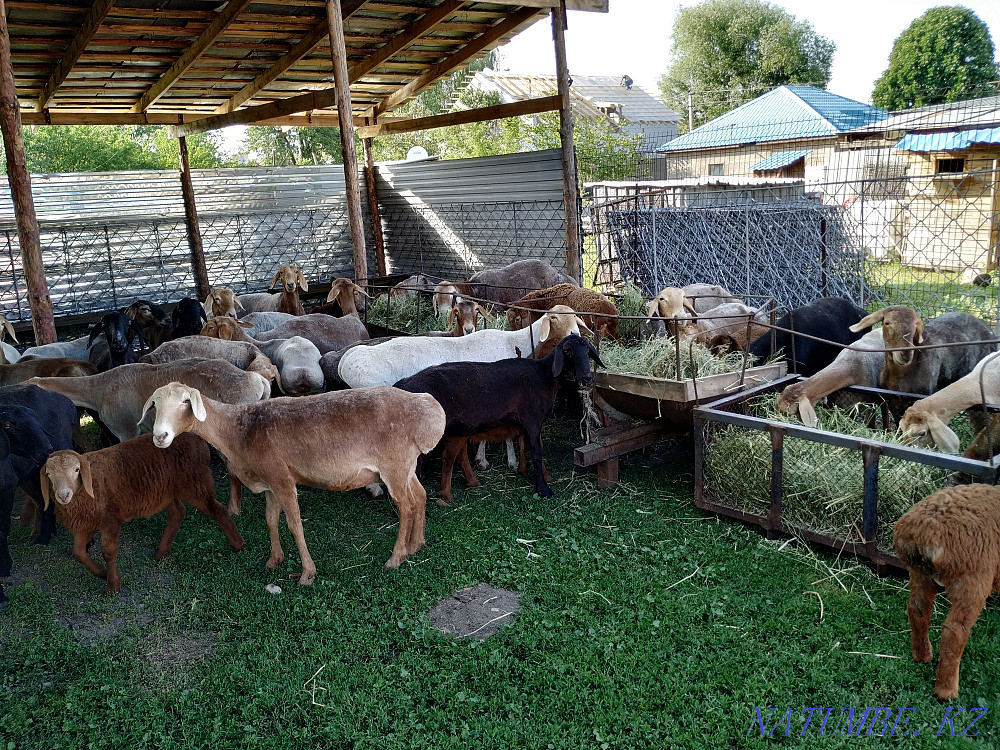 Гиссарские арашан овцы, бараны  - изображение 2