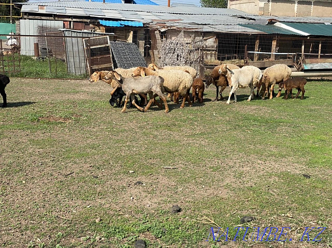 Arashan sheep for sale Шелек - photo 3