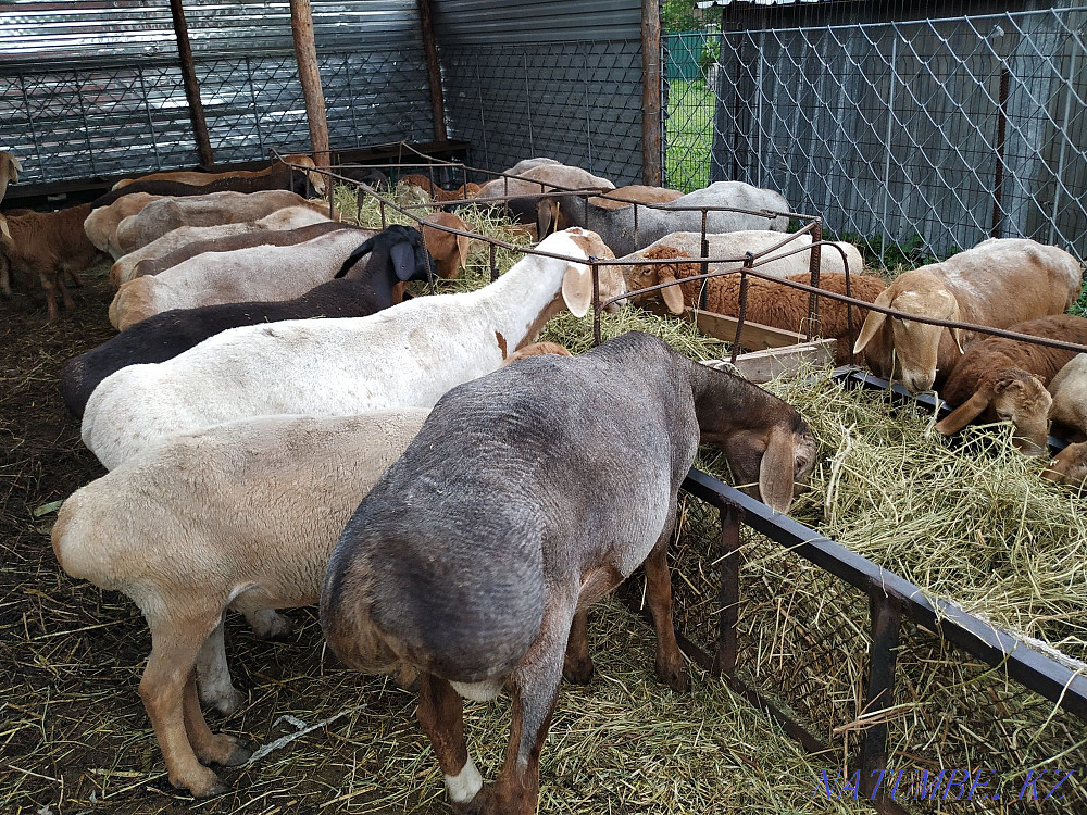 Arashan sheep for sale Шелек - photo 2