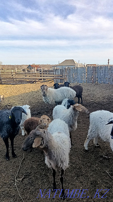 Sell sheep cat Байтерек - photo 2