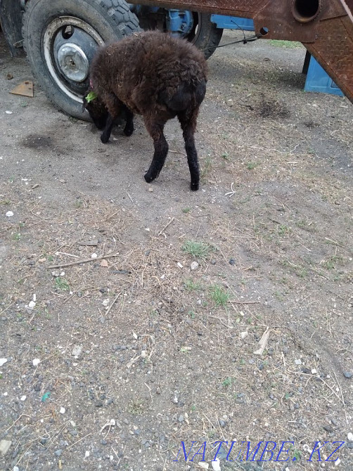 Sell ram sheep lambs Красный яр - photo 4