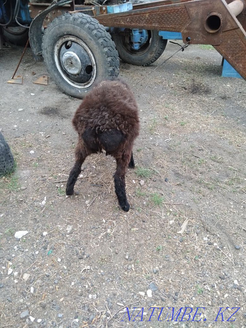 Sell ram sheep lambs Красный яр - photo 3