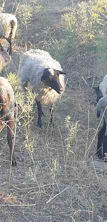 Рамановские овцы Qaskeleng