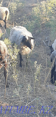 Raman sheep Qaskeleng - photo 2