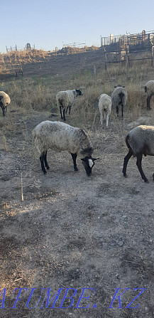Рамановские овцы Каскелен - изображение 3