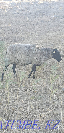 Рамановские овцы Каскелен - изображение 1