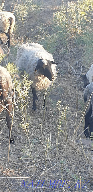 Raman sheep Qaskeleng - photo 2