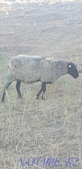 Raman sheep Qaskeleng - photo 1
