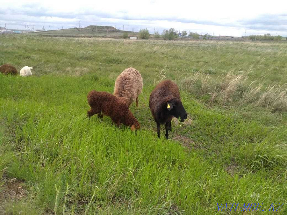 Sheep with lamb juicy Aqtobe - photo 1