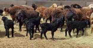 Овцы с ягнятами по 80000 Астана