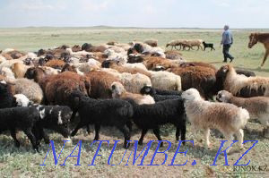 Sheep with lambs 80000 each Astana - photo 3