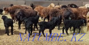 Sheep with lambs 80000 each Astana - photo 2