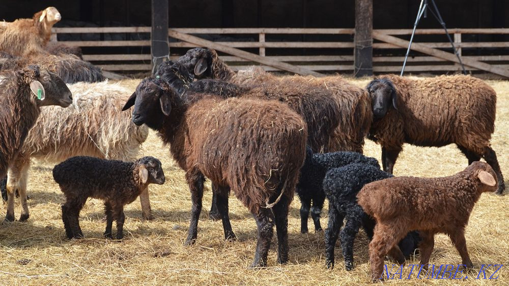 Sheep with lambs 80000 each Astana - photo 1