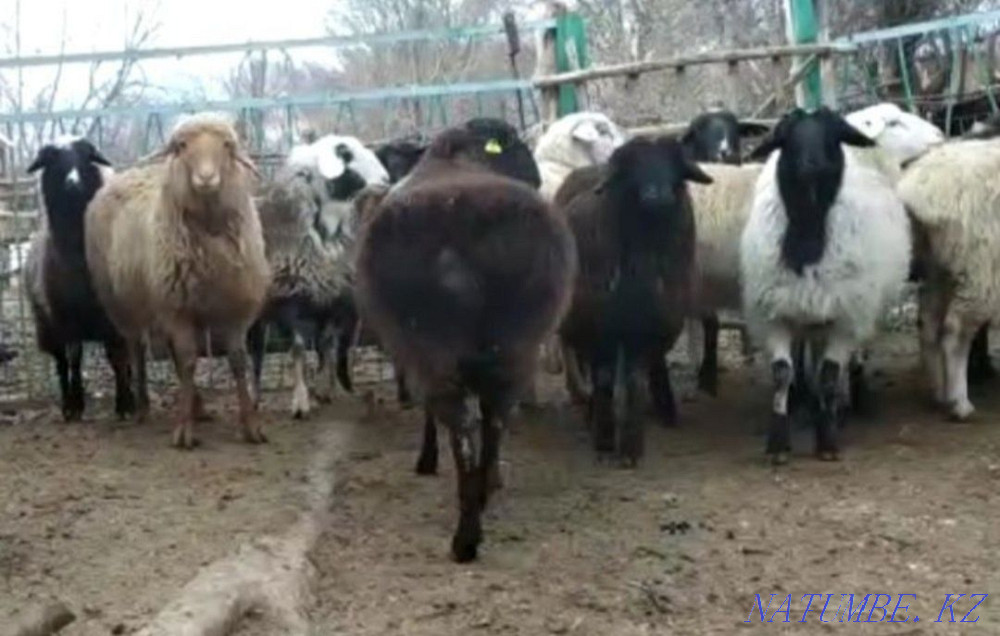 ?oh, then?tylar (sheep, rams) Кыргауылды - photo 2