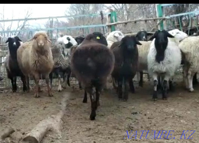 То?тылар, ?ойлар ( бараны, овцы) Кыргауылды - изображение 2