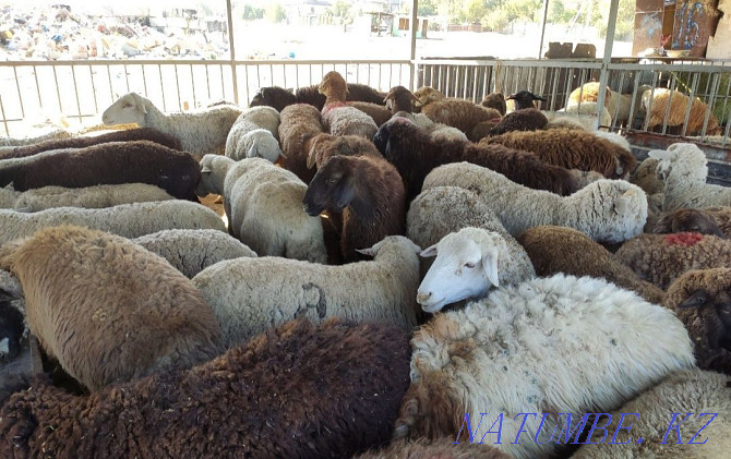 ?oilar, then?tylar (sheep, rams) Almaty - photo 2