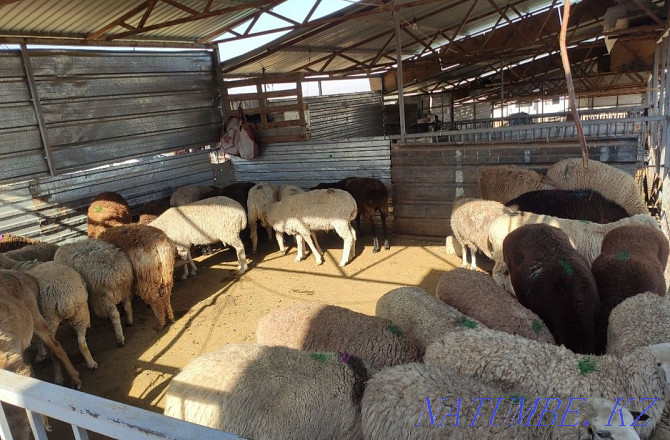 ?oilar, then?tylar (sheep, rams) Almaty - photo 3