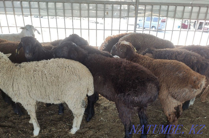 ?oilar, then?tylar (sheep, rams) Almaty - photo 1