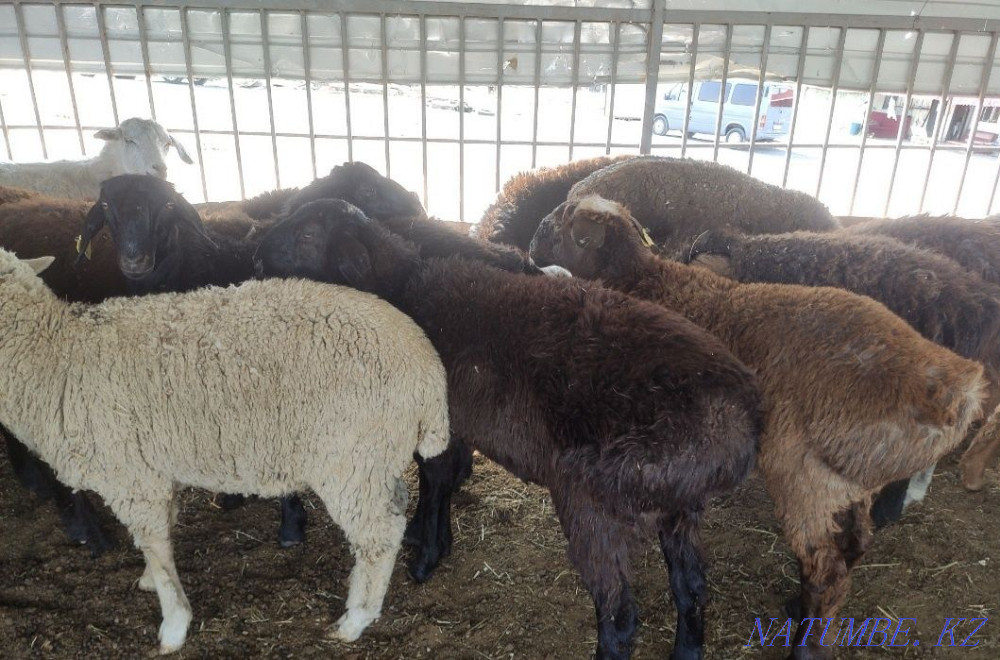 ?ойлар, то?тылар ( овцы, бараны) Алматы - изображение 1