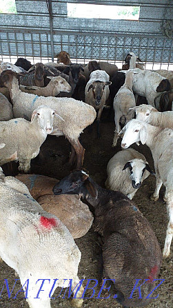 That?tylar,?oilar. Rams, sheep Qaskeleng - photo 1