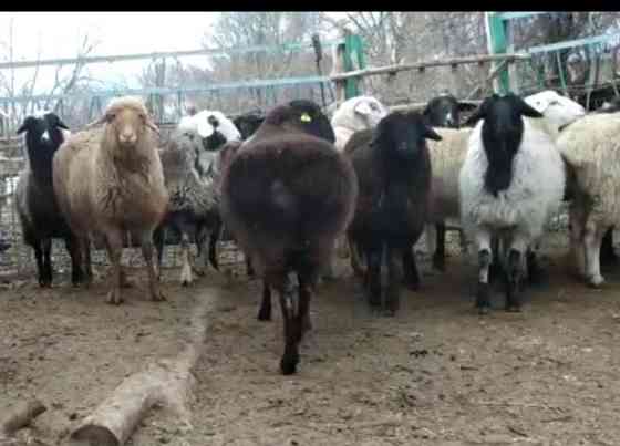 ?ойлар. ( овцы) Almaty