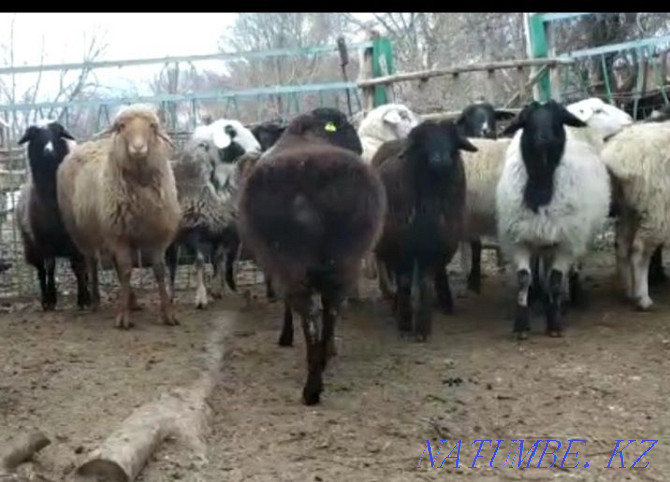 ?oilar, then?tylar (sheep, rams) Almaty - photo 1