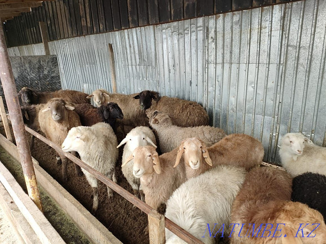 ?oilar, then?tylar (sheep, rams) Almaty - photo 2