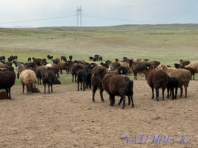 ?oh ?ozysymen, sheep with lambs, ?oh, wholesale 140 bass Semey - photo 3