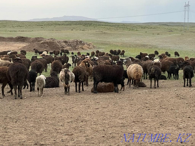 ?oh ?ozysymen, sheep with lambs, ?oh, wholesale 140 bass Semey - photo 4