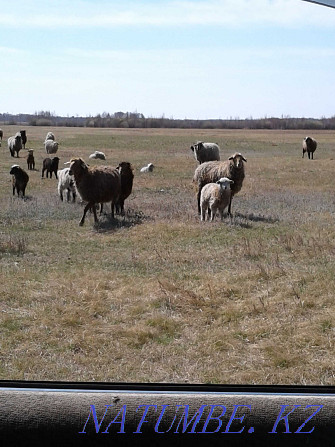 Sheep, sheep with lambs.  - photo 2