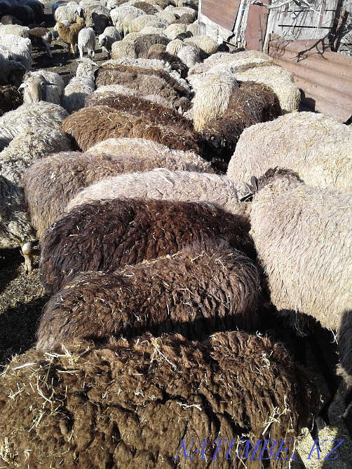 Sheep, sheep with lambs.  - photo 1