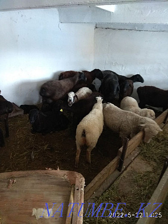 Sheep, koi, tokty, goats koi.  - photo 1