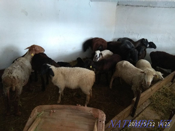 Sheep, koi, tokty, goats koi.  - photo 2