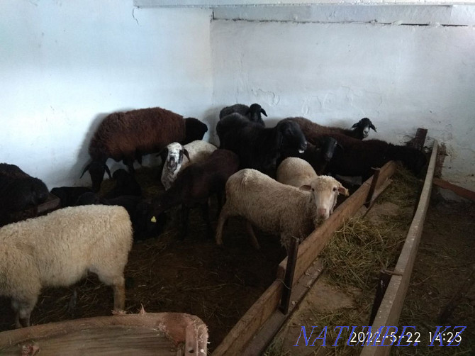 Sheep, koi, tokty, goats koi.  - photo 3
