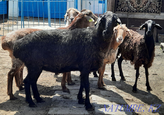 Semiz ?oilar.sheep.from.fattening.60.000  - photo 1