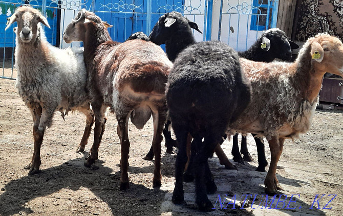 Semiz ?oilar.sheep.from.fattening.60.000  - photo 2