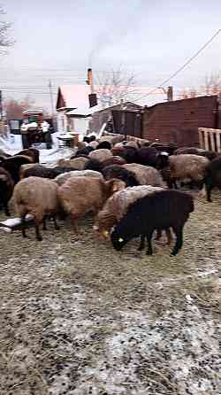 Овцы с ягнятами токтушки токты Аулиеколь