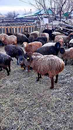 Овцы с ягнятами токтушки токты Аулиеколь