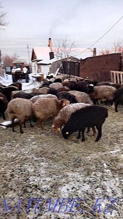 Овцы с ягнятами токтушки токты Аулиеколь - изображение 1
