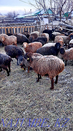 Овцы с ягнятами токтушки токты Аулиеколь - изображение 2