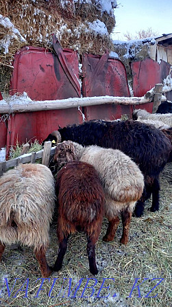 Sheep with lambs toktushki tokty Аулиеколь - photo 3